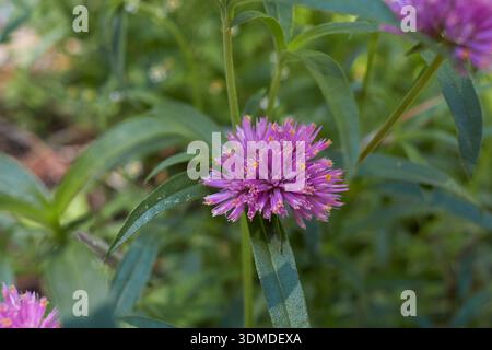 Gros plan sur l'inflorescence violette de Gomphrena globosa Banque D'Images