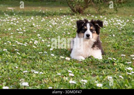 Chiot berger australien en plein air sur la prairie. Banque D'Images
