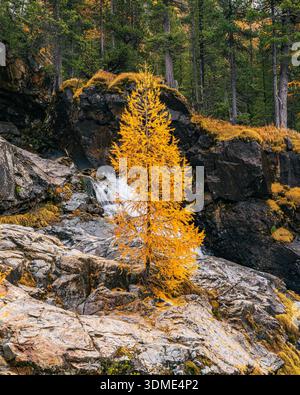 Mélèze, automne, Val Morteratsch, Suisse, forêt, montagnes Banque D'Images