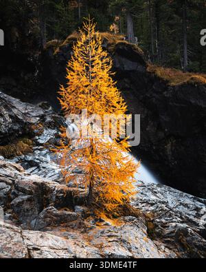 Mélèze, automne, Val Morteratsch, Suisse, Forêt, ruisseau de montagne Banque D'Images