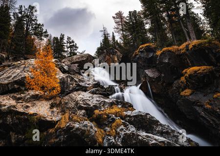 Mélèze, automne, Val Morteratsch, Suisse, Forêt, ruisseau de montagne Banque D'Images