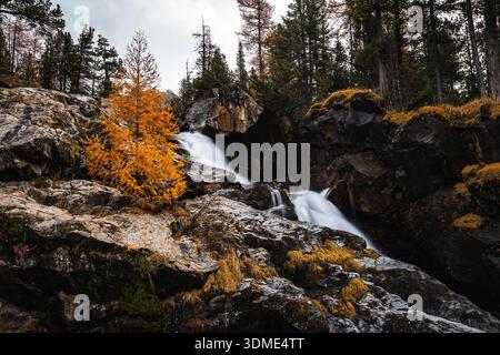 Mélèze, automne, Val Morteratsch, Suisse, Forêt, ruisseau de montagne Banque D'Images