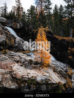 Mélèze, automne, Val Morteratsch, Suisse, Forêt, ruisseau de montagne Banque D'Images