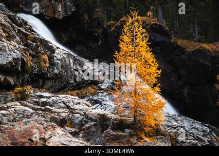 Mélèze, automne, Val Morteratsch, Suisse, Forêt, ruisseau de montagne Banque D'Images