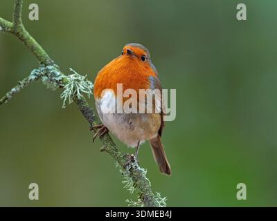 Mâle européen robin Erithacus rubecula perché sur une branche couverte de lichen dans une forêt près de Bransgore, Hampshire, Angleterre, Royaume-Uni, février 2021 Banque D'Images