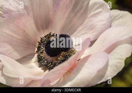 Gros plan des pistils et étamines de couleur pourpre foncé, entourés de pétales blancs od a Poppy anémone, Anemone coronaria. Banque D'Images
