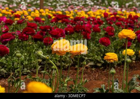 Rangées de buttercup persane rouge et doré, Ranunculus asiaticus, cultivées comme fleurs coupées dans une ferme fleurie. Banque D'Images