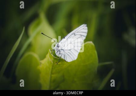 Arbre papillon blanc sur une feuille de pissenlit Banque D'Images