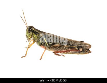 Sauterelle Melanoplus photographiée sur fond blanc dans un studio au Wisconsin. Banque D'Images