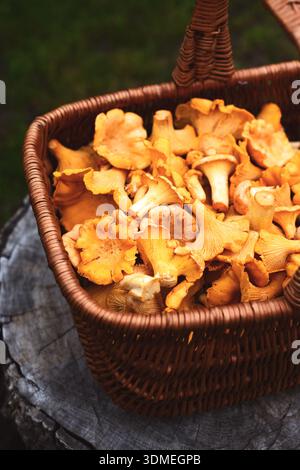 Champignons chanterelles dorés remplis dans un panier rustique en osier avec lumière naturelle. Champignons sauvages, récolte forestière, nourriture de saison, ingrédients biologiques Banque D'Images