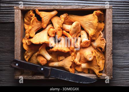 Chanterelles fraîches sur planche de bois avec vieux couteau rustique. Récolte sauvage, champignons de saison, ingrédients naturels Banque D'Images
