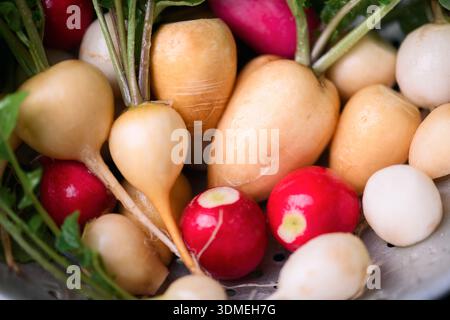 Gros plan de radis colorés avec des dessus feuillus dans une passoire en métal. Texture de légumes crus pour une alimentation saine et un fond de nourriture végétarienne Banque D'Images