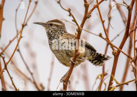 Un magnifique Cactus Wren effectue une visite personnelle et rapprochée avec le photographe dans un désert du sud de la Californie. Banque D'Images