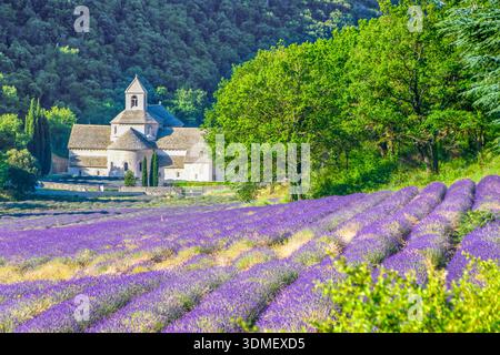 L'abbaye médiévale de Sénanque entourée de champs de lavande Banque D'Images