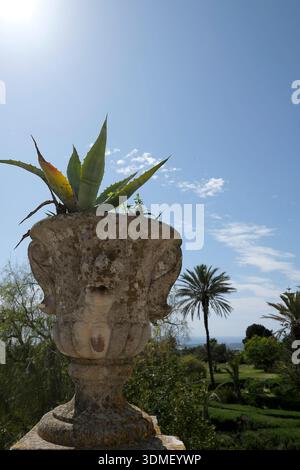 Italie, Sicile, Castello di Donnafugata, vue en bas angle d'un pot en pierre contenant une plante de cactus Banque D'Images
