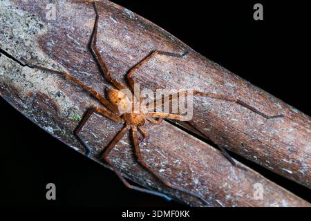 Araignée banane orange, Équateur Banque D'Images