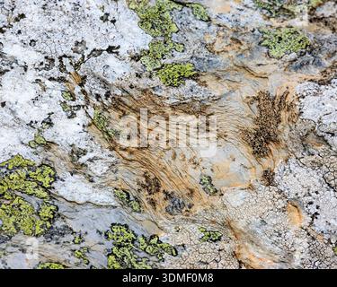 Formations de lichens sur roche, morte point, North Devon, Angleterre Banque D'Images