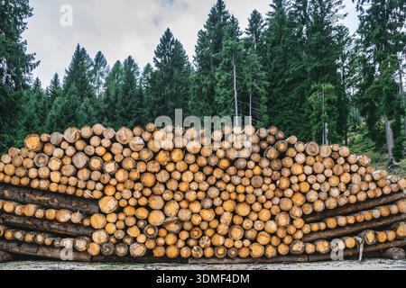 Pile de bûches de bois fraîchement coupées disposées en pile à la lisière d'une forêt de conifères. Primiero San Martino di Castrozza, Province autonome de trente, Trentin, Italie Banque D'Images