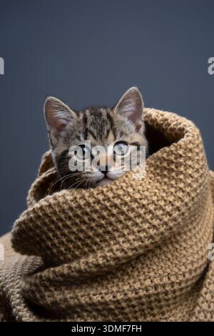 joli chaton short britannique tabby enveloppé dans une couverture tricotée confortable regardant la caméra Banque D'Images