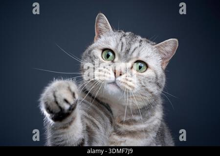vert eyed silver tabby british shorthair chat soulevant la patte regardant curieusement sur fond bleu Banque D'Images