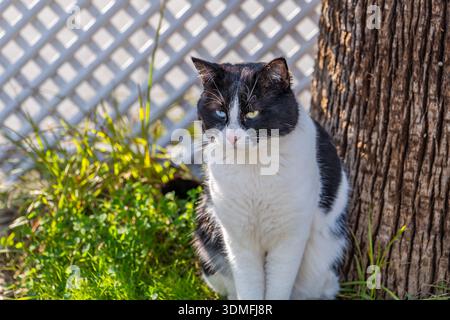 Portrait en gros plan d'un chat noir et blanc avec des yeux de différentes couleurs (hétérochromie). Beauté féline unique. Banque D'Images
