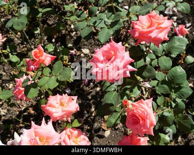 Roses floribunda gros plan dans différentes nuances de rose. Gros plan. Copyspace Banque D'Images
