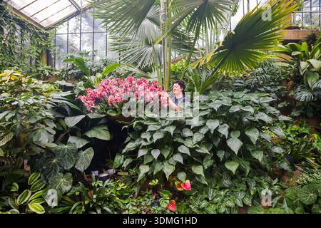 Londres, Royaume-Uni. 5 février 2026. Un membre du personnel met la touche finale à des expositions florales d'orchidées avant le Festival des orchidées à Kew Gardens à Londres, Grande-Bretagne, le 5 février 2026. Le festival sera ouvert au public du 7 février au 8 mars. Crédit : Xinhua/Alamy Live News Banque D'Images