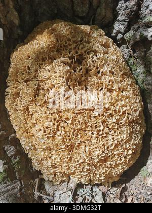 Champignon géant du chou-fleur en bois (sparassis crispa) poussant sur l'écorce d'un arbre, parc naturel de la forêt franconienne Banque D'Images