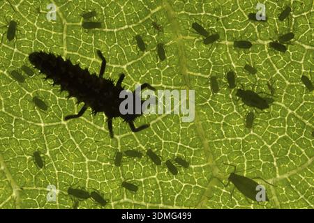 Coccinelle arlequin ou coccinelle (Harmonia axyridis) larve d'insecte adulte mangeant un puceron de prune (Hyalopterus pruni) sur une feuille de prunier en été, Eng Banque D'Images