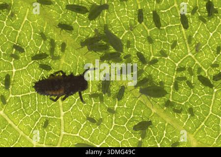 Coccinelle arlequin ou coccinelle (Harmonia axyridis) larve d'insecte adulte et puceron de prune (Hyalopterus pruni) sur une feuille de prunier en été, Angleterre Banque D'Images