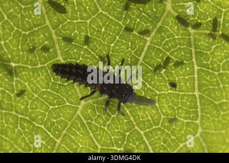 Coccinelle arlequin ou coccinelle (Harmonia axyridis) larve d'insecte adulte mangeant un puceron de prune (Hyalopterus pruni) sur une feuille de prunier en été, Eng Banque D'Images