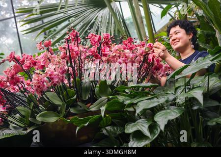 Pékin, Chine. 6 février 2026. Un membre du personnel met la touche finale à des expositions florales d'orchidées avant le Festival des orchidées à Kew Gardens à Londres, Grande-Bretagne, le 5 février 2026. Crédit : Xinhua/Alamy Live News Banque D'Images