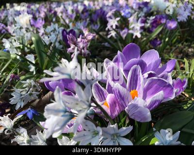Un gros plan de crocus violets et blancs éclatants poussant ensemble avec de délicates fleurs d'étoiles blanches dans un champ de printemps fleuri dans la campagne suisse. Banque D'Images