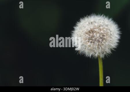 Plan macro de tête de graine de pissenlit moelleux blanc sur une longue tige verte sur fond sombre Banque D'Images
