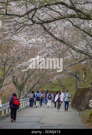 Nara, Japon - 10 avril 2025. Les gens admirent les cerisiers en fleurs pendant la saison printanière au parc national de Yoshinoyama, au Japon. Banque D'Images
