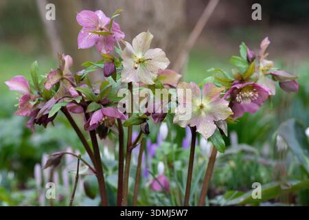 Roses de Noël (Helleborus Niger) fleurissent sous la pluie en février Banque D'Images