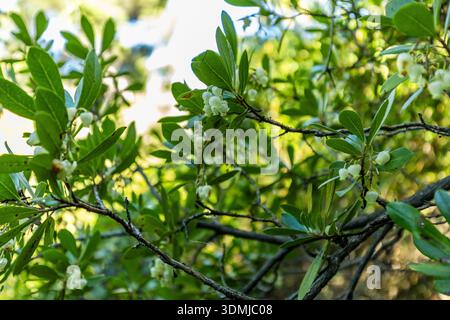 Gros plan de délicates fleurs blanches en forme de cloche de l'arbre de fraise (Arbutus unedo) poussant parmi les feuilles vert brillant dans la paisible forêt de F. Banque D'Images