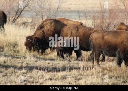 Troupeau de bisons pâturant à travers Open Prassland Banque D'Images