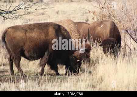 Petit groupe de bisons pâturant dans Prairie Grass Banque D'Images