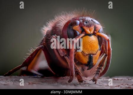 Gros plan d'un frelon européen, Vespa crabro, capturé en macro extrême sur fond flou Banque D'Images