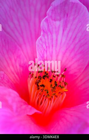 GROS PLAN FLORAL DOUX AUX COULEURS ROSES FÉMININES ET AUX ACCENTS ROMANTIQUES POUR DES MESSAGES ÉMOTIONNELS Banque D'Images