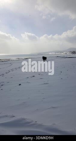 Une scène hivernale pittoresque d'une baie enneigée sur les îles Kouriles, avec des chevaux se promenant librement le long du rivage glacé. Banque D'Images