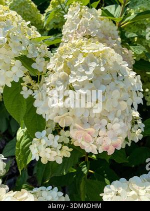 Un gros plan de fleurs d'hortensia blanc crémeux sur un feuillage vert luxuriant par une journée d'été ensoleillée. Banque D'Images
