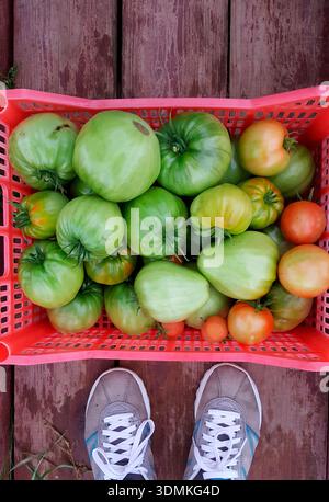 La photographie montre une caisse remplie de grandes tomates vertes, roses et rouges fraîchement récoltées dans une serre domestique, reposant sur un Banque D'Images