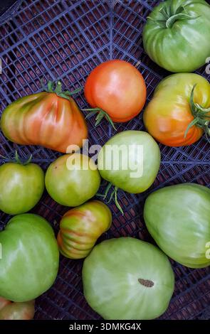 La photographie montre une caisse remplie de grandes tomates vertes, roses et rouges fraîchement récoltées dans une serre domestique, reposant sur un Banque D'Images