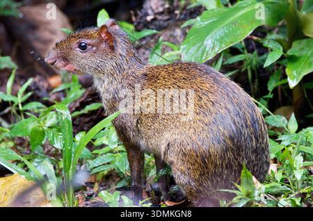Agouti Hispaniolan Solenodon en gros plan sur le plancher forestier Equateur Amazone forêt tropicale Yasuni Parc national Napo River Banque D'Images
