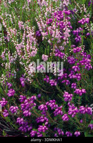 Bell Heather (Erica cinerea) poussant parmi Ling Heather (Calluna vulgaris), réserve naturelle nationale Muir of Dinnet, Deeside, Écosse, juillet Banque D'Images