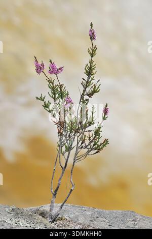 Ling Heather (Calluna vulgaris) plante à fleurs solitaire poussant dans la fissure d'un rocher surplombant une rivière montagneuse. Banque D'Images