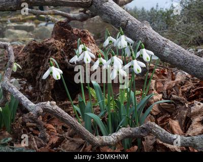 Chutes de neige 'Galanthus TRUMPS' poussant dans un environnement rustique hivernal. Vue rustique naturelle de près avec branches d'arbres de feuilles d'automne et prairie derrière le Royaume-Uni Banque D'Images