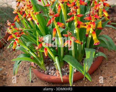 Lachenalia quadricolor quadricolore fleur opale en pot dans l'affichage Greenhouse Surrey UK Banque D'Images